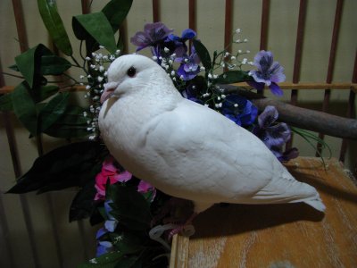 Dove