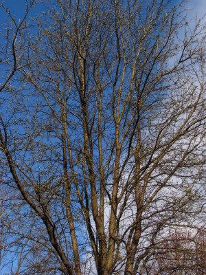More Spring Buds