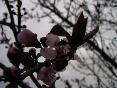 Flowering Plum - First Blossoms