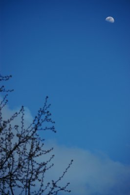 Spring Buds & Moon