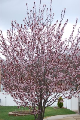 Springing Ahead
