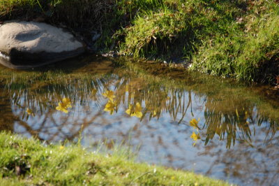 A Creeky Spring