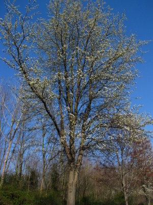 Bigger Buds