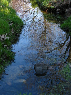Spring Creek Reflections
