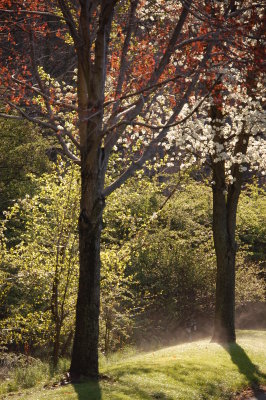 Spring Morning Mist