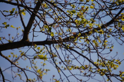 Bird in Tree