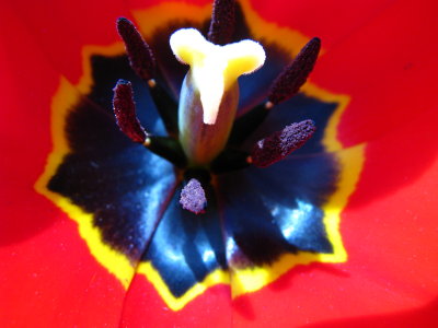 Inside the Tulip