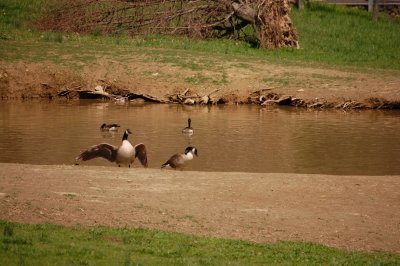 Duck Pond at Reedman Farms - Bucks County