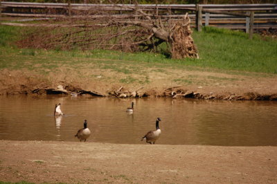 Duck Pond at Reedman Farms - Bucks County