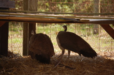 Peacocks at Reedman Farms