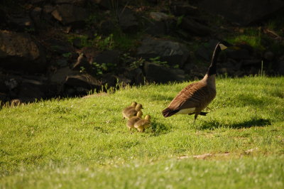 Mother Goose