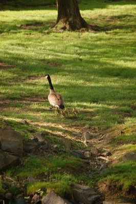 Mother Goose