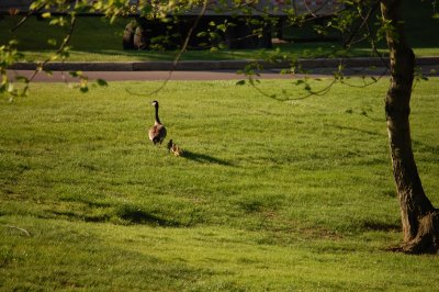 Mother Goose