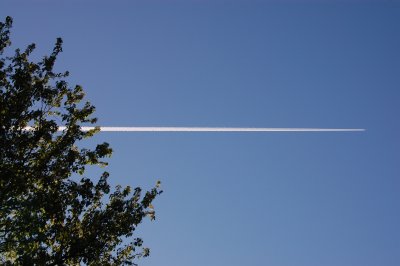 Linear and Leaves