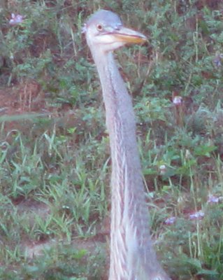 Blue Heron Early Morning - Voorhees