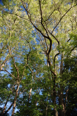Leaves & Blooms