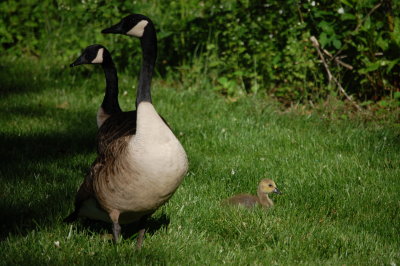 Goose Family