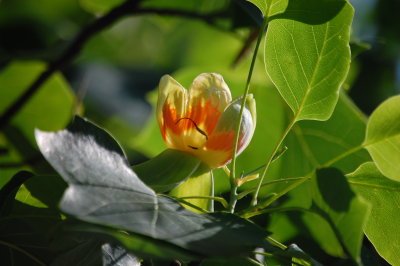 Color Version Tulip Tree Flower
