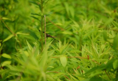 Dragonfly in Green