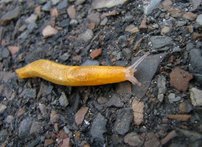 Mr. Sluggo - Returning to His Spring Stroll