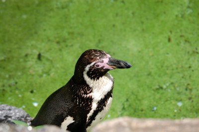 DSC_0100.JPG