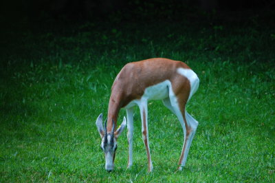 DSC_0126.JPG