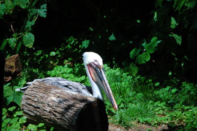 Philadelphia Zoo