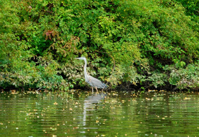 Water Birds of Core Creek Park - Bucks County