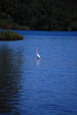 White Heron in the Lake