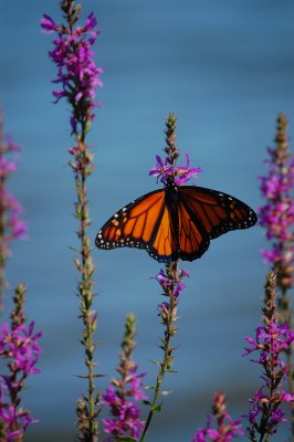Summer's Last Monarch