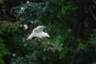 Landing Approach