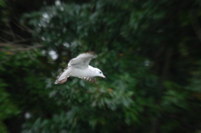 Seagull Blur