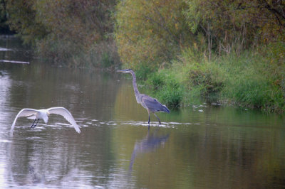 White Heron