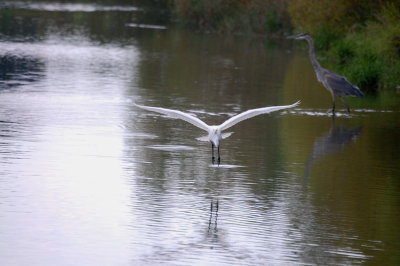 White Heron