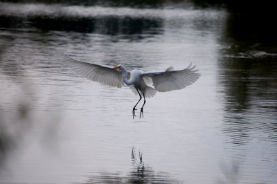 White Heron