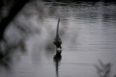 White Heron