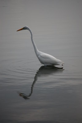 White Heron