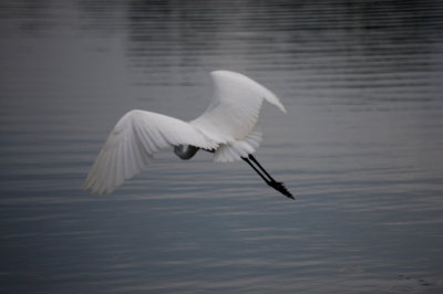 White Heron