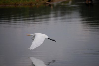 White Heron