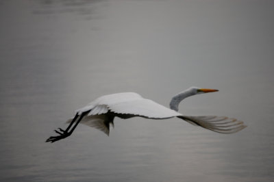 White Heron