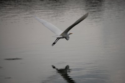 White Heron