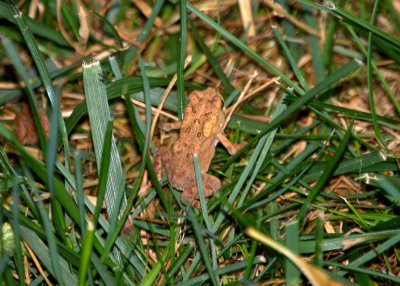 toad in the grass