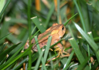 toad in the grass