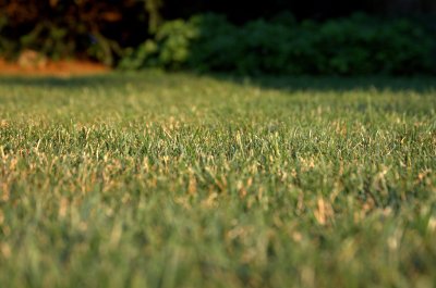 watching grass grow