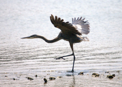 tower to AirHeron 1 - you're clear for take-off