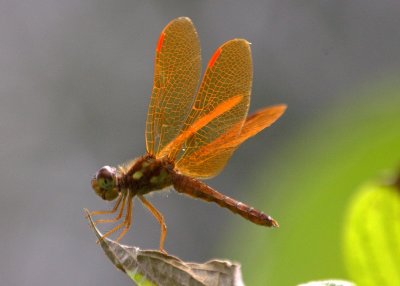 dragonfly