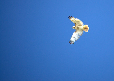 Day of the Hawk - Who Watches the Watchers