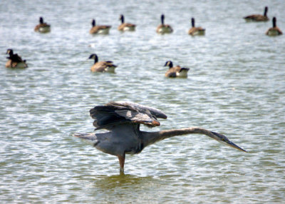 Heron & Geese - Core Creek Park - 7/30/2010