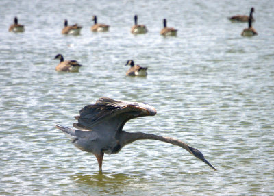 Heron & Geese - Core Creek Park - 7/30/2010