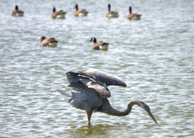 Heron & Geese - Core Creek Park - 7/30/2010